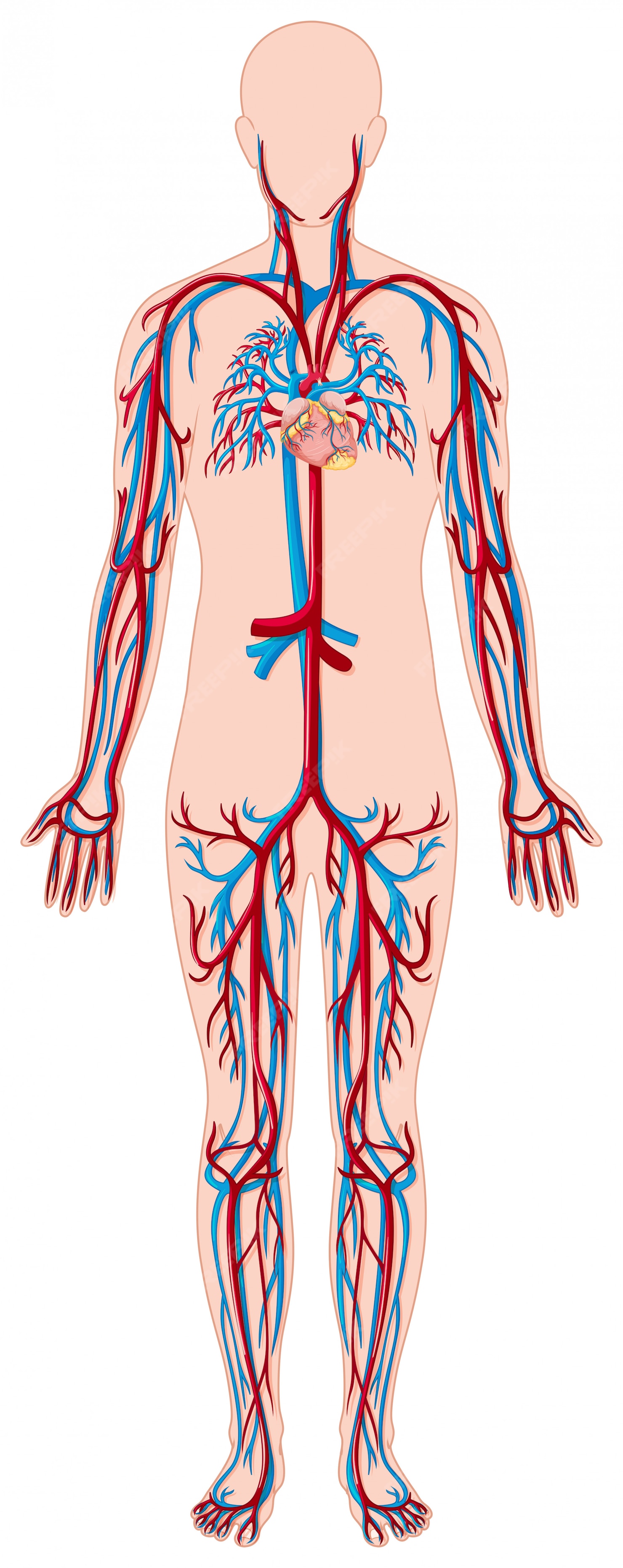 Premium Vector | Blood vessels in human body