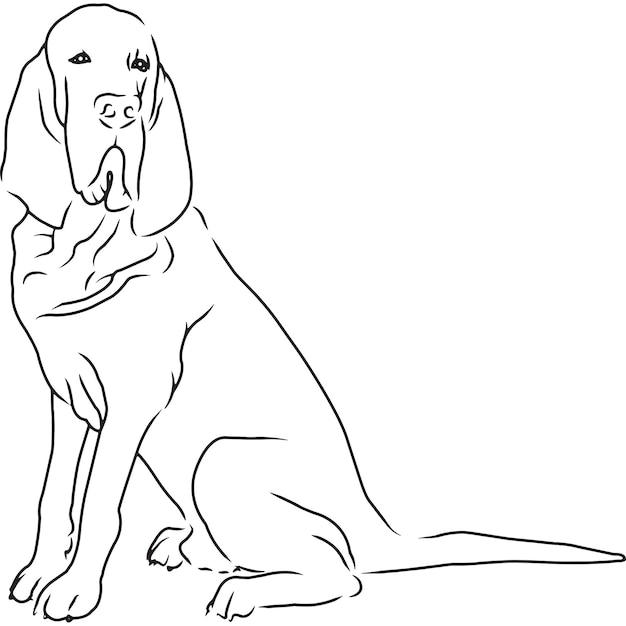 Premium Vector | Bloodhound Dog Hand Sketched Vector Drawing