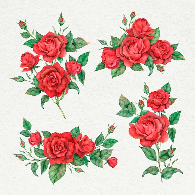 Free Vector | Blooming red rose flower set