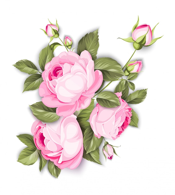 Premium Vector | The blooming rose.