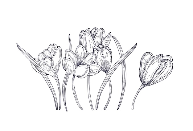 白に咲く春のクロッカスの花 ゴージャスな季節の庭の顕花植物 花のデザイン要素 ヴィンテージスタイルの輪郭のリアルな手描きイラスト プレミアムベクター