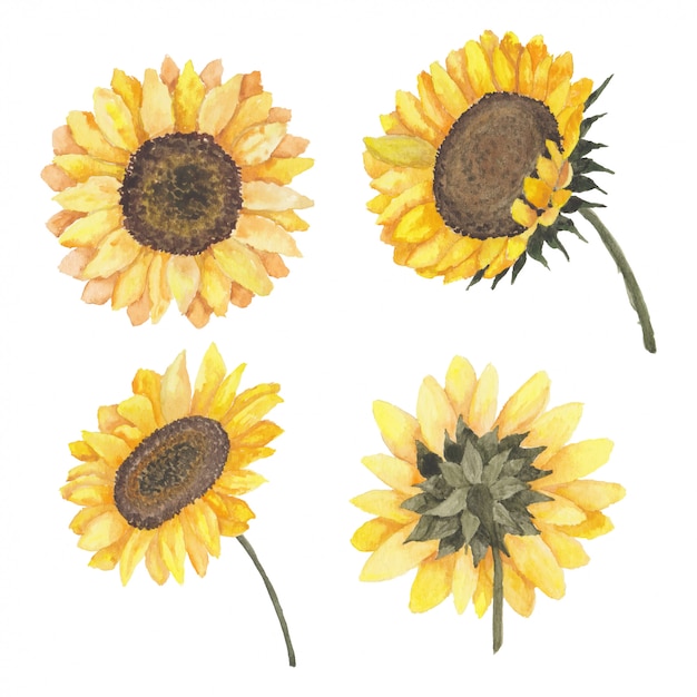 Download Blooming sunflower collection of watercolor illustration ...