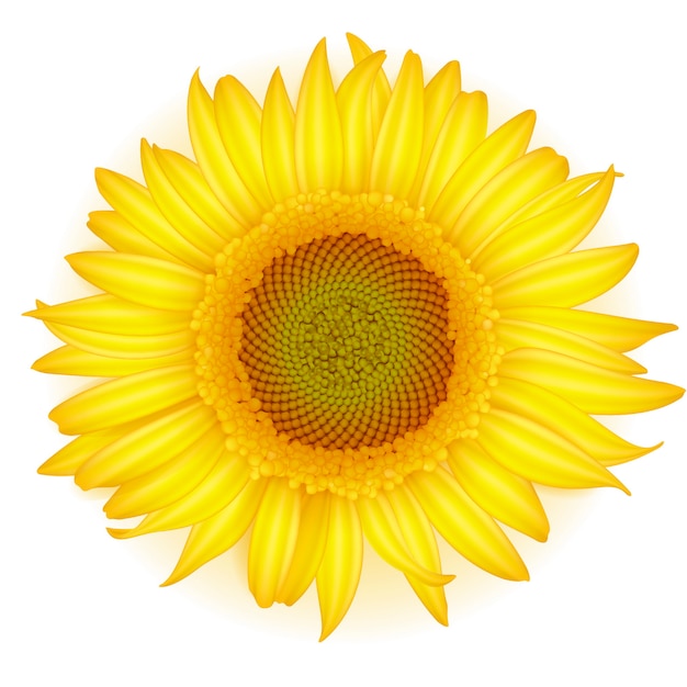 Svg sunflower free vector we have about (85,224 files) free vector in ai......