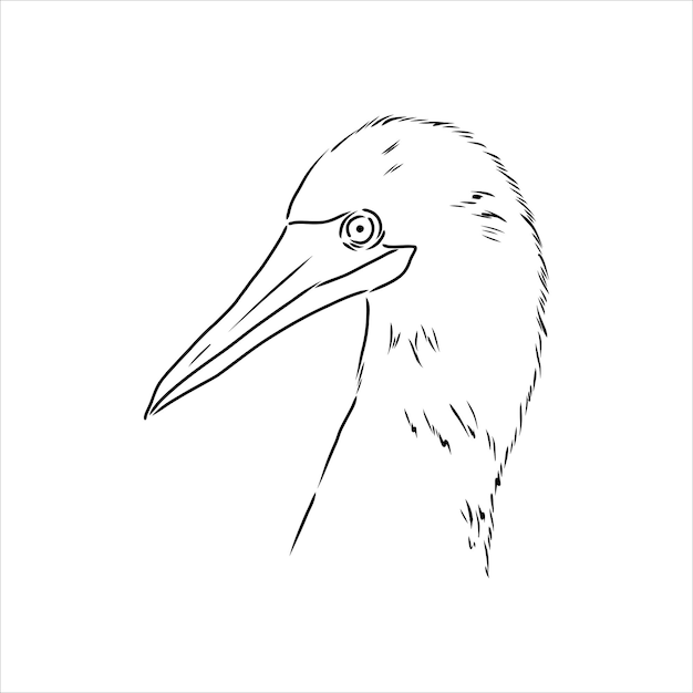 Premium Vector The Blue Footed Booby Line Drawing Black And White Illustration Vector 8478