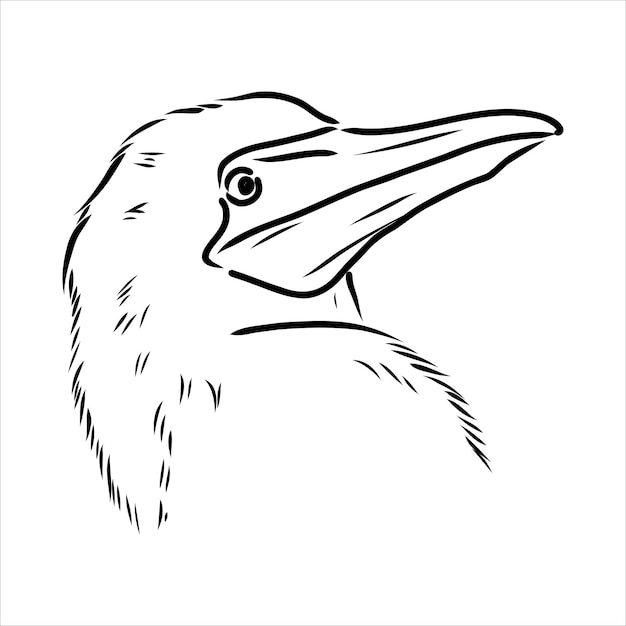 Premium Vector The Blue Footed Booby Line Drawing Black And White Illustration Vector 2825