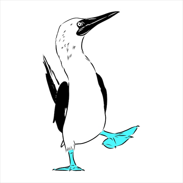 Premium Vector The Blue Footed Booby Line Drawing Black And White Illustration Vector 3698