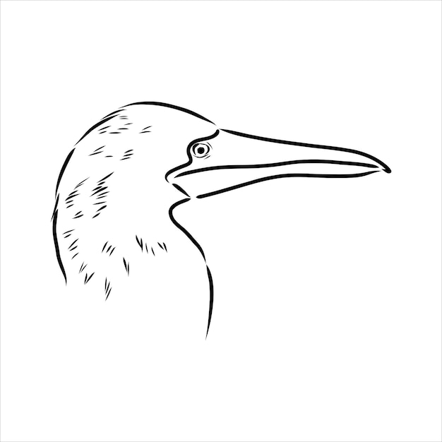 Premium Vector The Blue Footed Booby Line Drawing Black And White Illustration Vector 2145