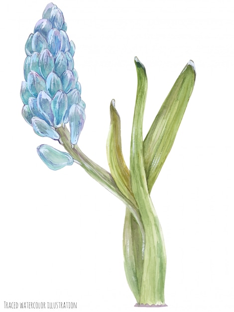 青いヒヤシンスの花 プレミアムベクター