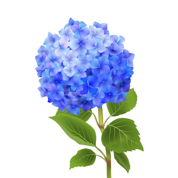 Blue hydrangea isolated | Free Vector