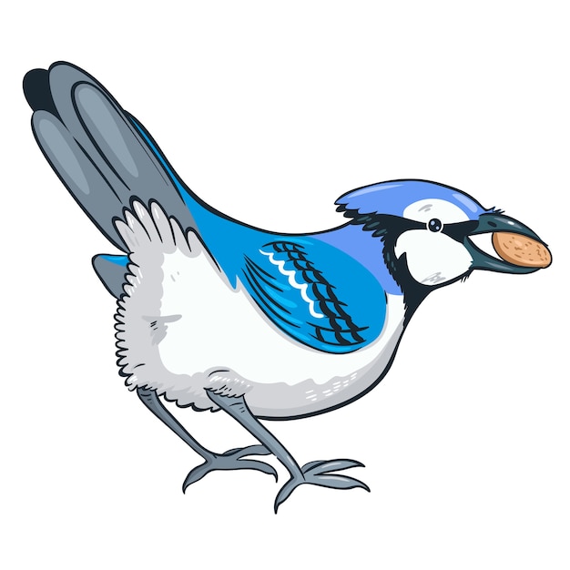 Premium Vector | Blue jay with a nut in its beak isolated on a white ...