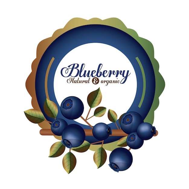 Premium Vector | Blueberry Design