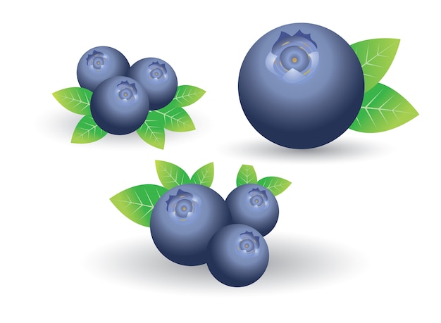 Premium Vector Blueberry Set