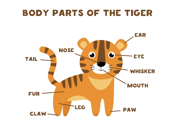 Partes Del Cuerpo De Animales - Animal Body Parts -Inglés Para Niños