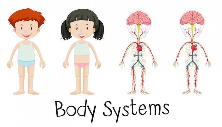 Free Vector | Body systems of boy and girl