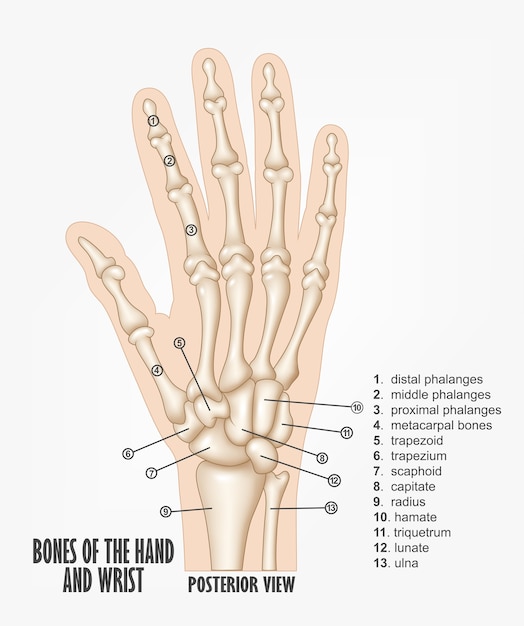 手の骨と手首の解剖学 プレミアムベクター