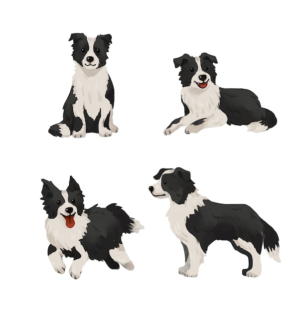 Download Premium Vector | Border collie