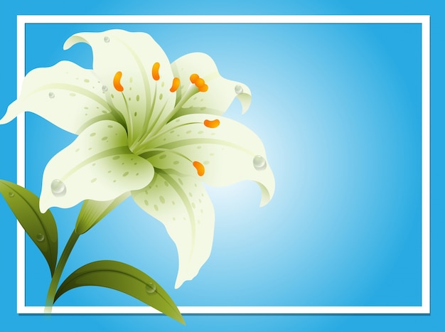 Premium Vector | Border template with white lily