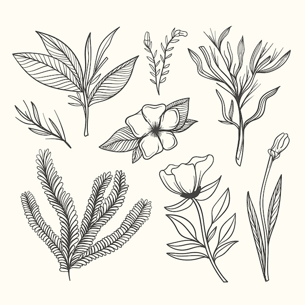 Download Free Vector | Botanic herbs & wild flowers in vintage style