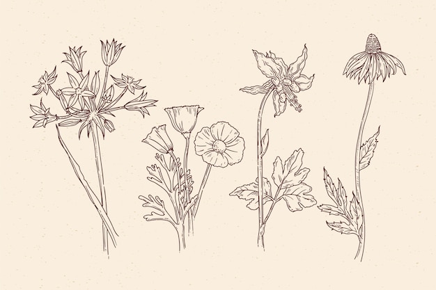 Botanic herbs & wild flowers in vintage style Free Vector