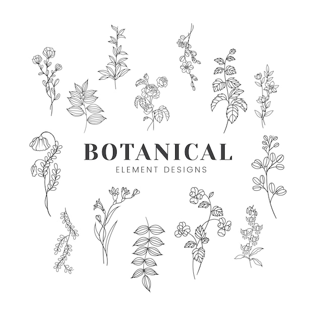 Download Botanical Vectors, Photos and PSD files | Free Download