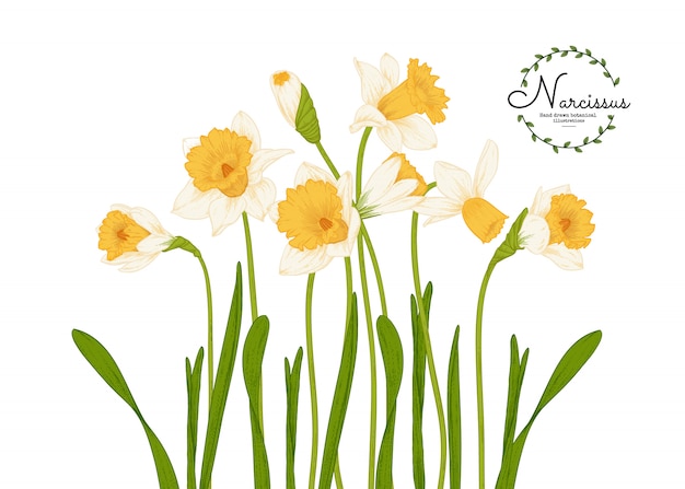Download Botanical illustrations, daffodil or narcissus flower ...