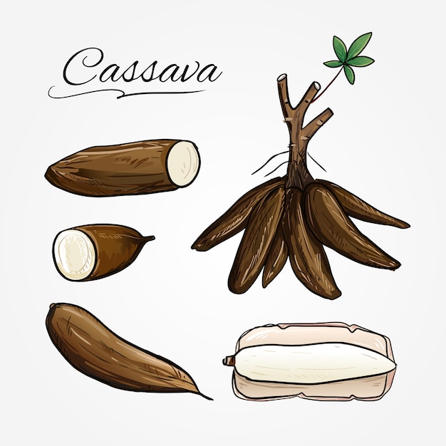 Botanical Vector Of Cassava Plant In Cartoon Style Premium Vector 2899