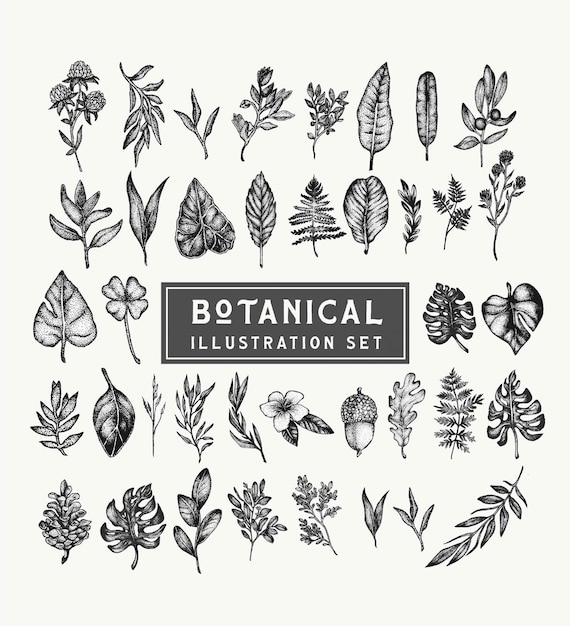 Premium Vector Botanical Vintage Plants And Flowers Set Beautiful Illustrations Hand Drawn In Stippling Style Isolated Elements For Graphic Design Transparent Clip Art For Your Creativity,School Project Clipart Black And White Simple Flower Design