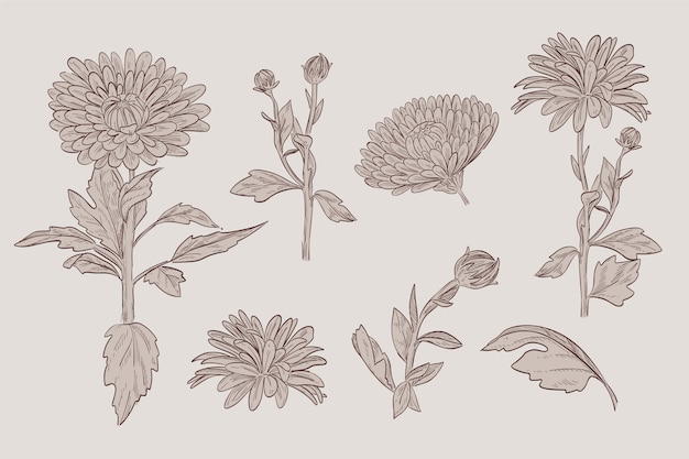 Free Vector Botany Flower Collection Drawing In Vintage Style