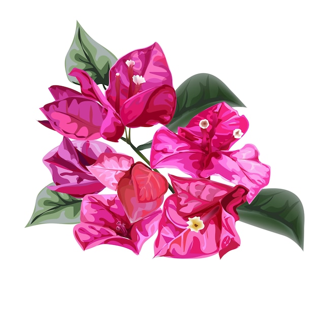 bougainvillea illustration free download