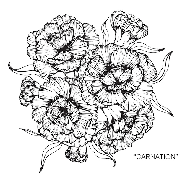 Premium Vector Bouquet of carnation flower drawing illustration.