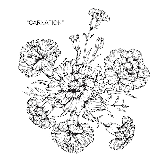 Bouquet of carnation flower drawing illustration. Vector | Premium Download