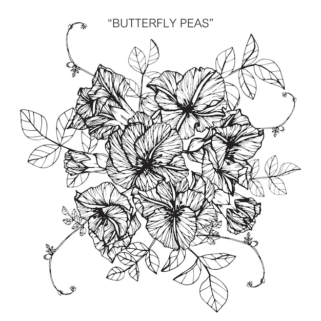 蝶ピーマンの花を描くイラストの花束 プレミアムベクター
