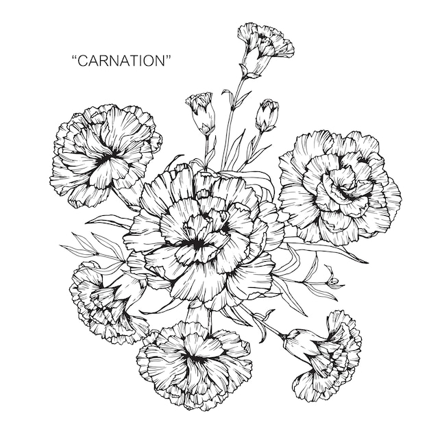 カーネーション花のイラストの花束 プレミアムベクター