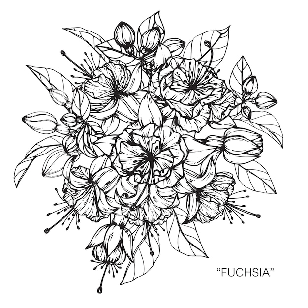 フクシアの花束のイラストレーション プレミアムベクター