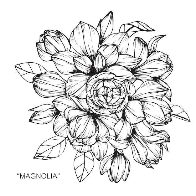 マグノリア花のイラストの花束 プレミアムベクター