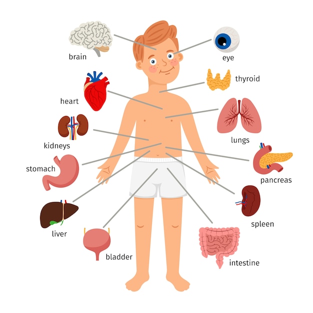 少年の体の内臓 子供のための医療人体解剖学 漫画の子供のオルガンセット 白い背景で隔離のかわいい子供の内臓システム図 ベクトル図 プレミアムベクター