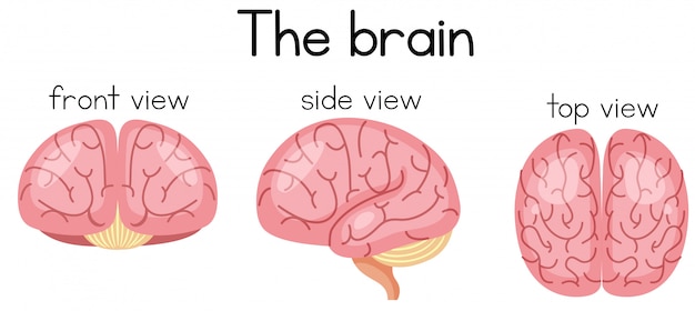 The brain from different sidea Premium Vector