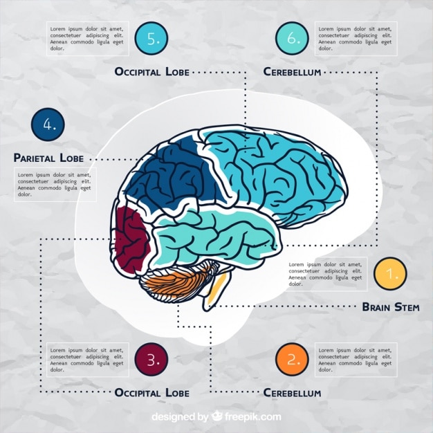 Brain infographic template with color details Free Vector