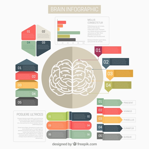 Free Vector Brain Infographic Template With Colorful Options