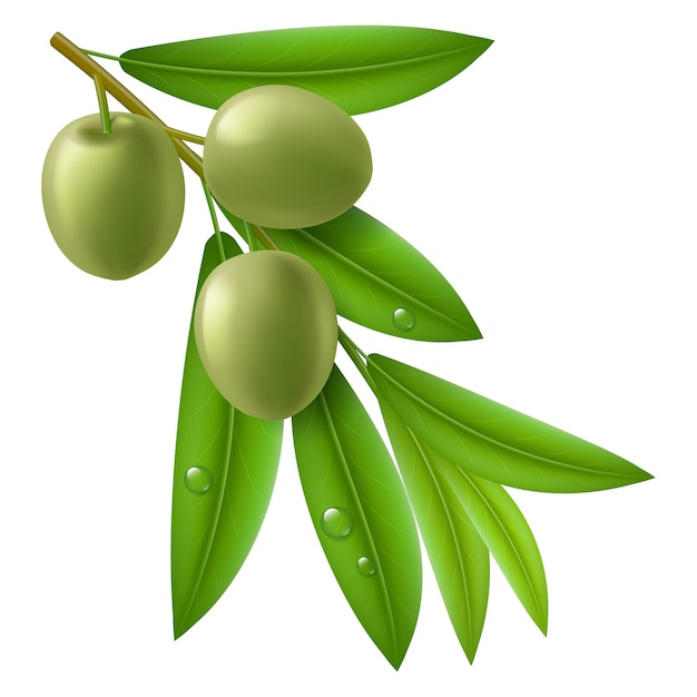 Branch of olive tree with green olives | Premium Vector