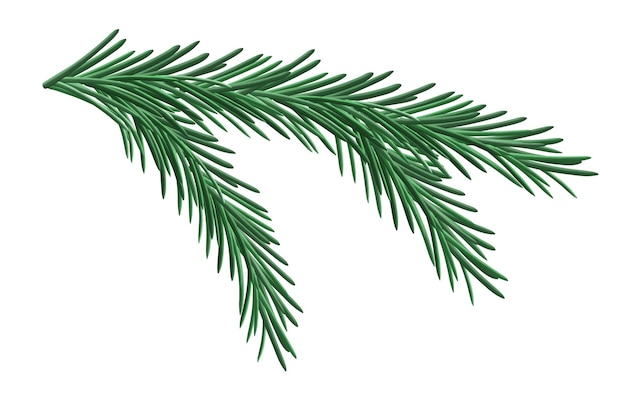 Premium Vector | Branch of spruce on a white background, new year theme ...