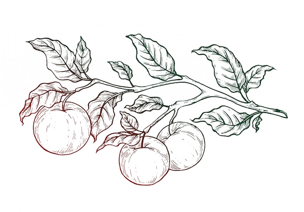 Premium Vector | Branch with apples.
