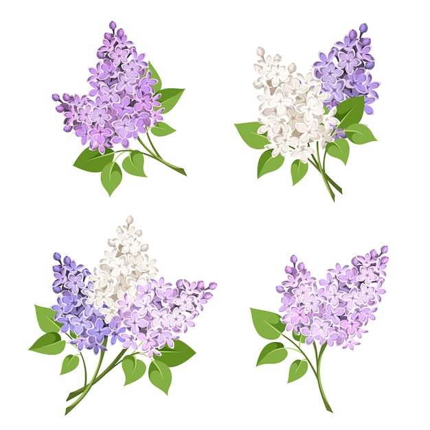 Premium Vector Branches of lilac flowers. illustration.