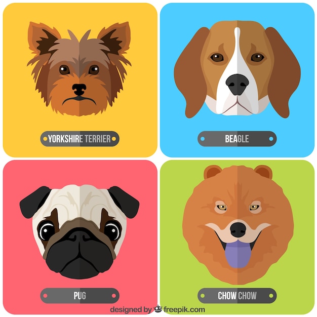 Breeds of dogs collection
