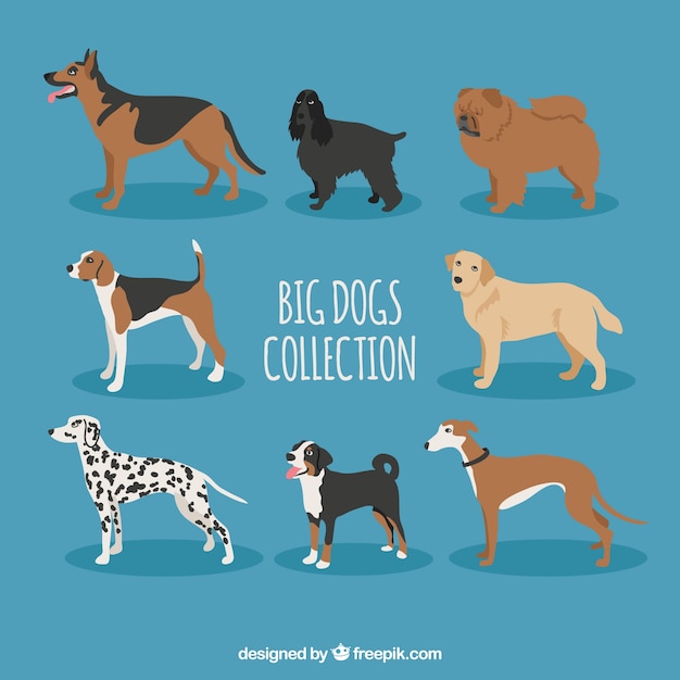 Breeds of great dogs collection