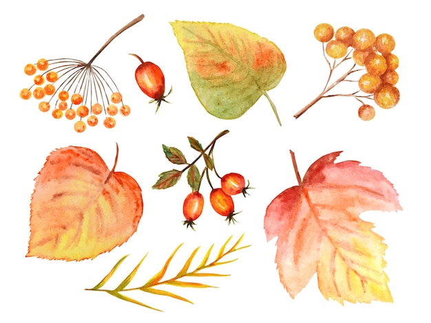 紅葉の鮮やかな色のセット 野生ブドウ ニレ リンデン 栗の木 ナナカマド ナシ 水彩秋の葉の手描きイラスト プレミアムベクター