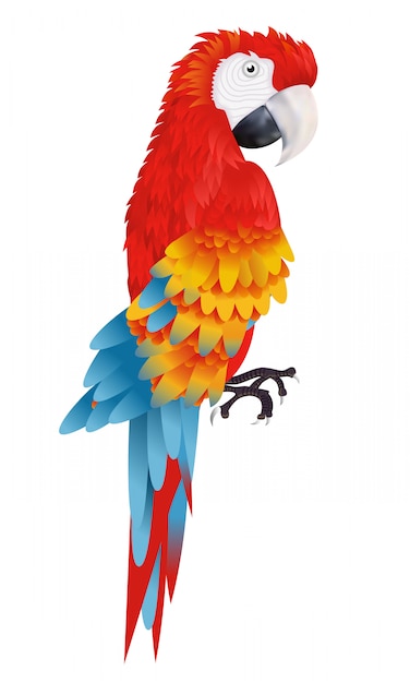 A Bright Macaw Parrot Isolated On White Background Illustration 