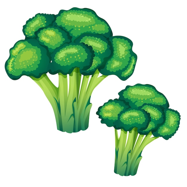 Premium Vector | Broccoli