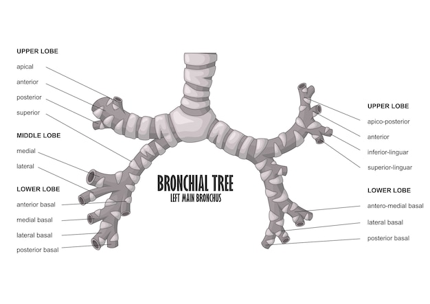 気管支樹は主気管支のヒトの解剖学的構造を残した プレミアムベクター