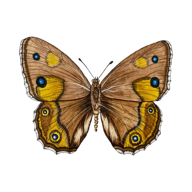 Premium Vector | Brown butterfly isolated